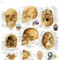 Lámina El Cráneo Humano (3B) (50x67 cm)